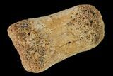 Fossil Hadrosaur Phalange - Alberta (Disposition #-) #143294-1